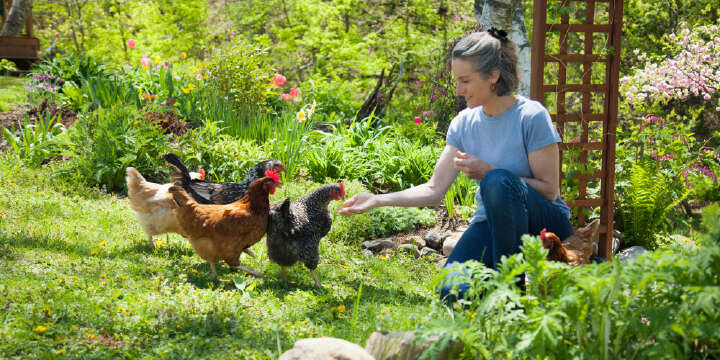 themenwelt huehnerhaltung 1000x500